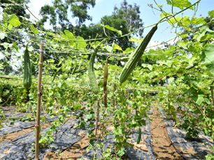 Organic Farm