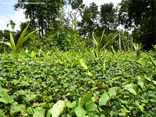 Organic Farm