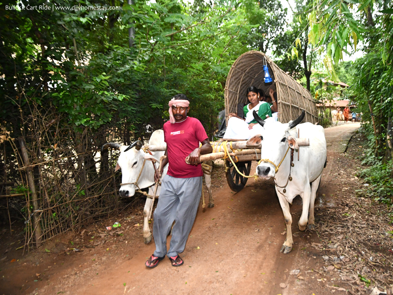 Bullock Cart